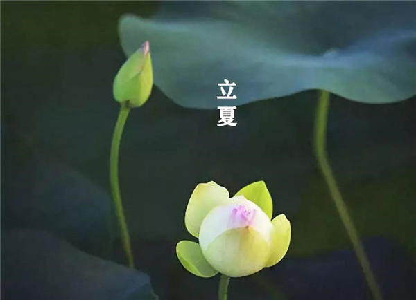 立夏已至，萬物向陽；